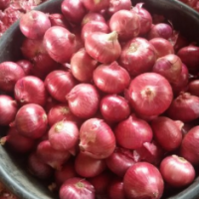 resources of Nashik Red Onion exporters