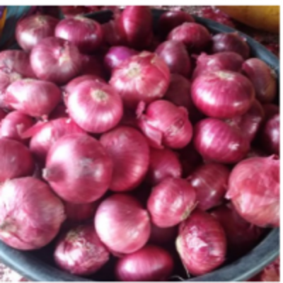resources of Indian Red Onion exporters