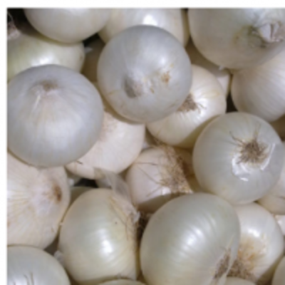 resources of Fresh Indian White Onion exporters