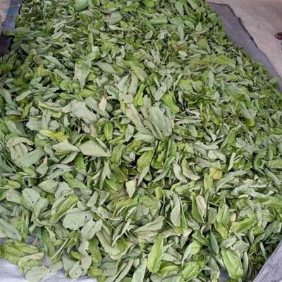resources of Cassia Alata / Senna Alata Dried Leaf exporters