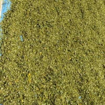 resources of Moringa Oleifera Dried Leaf exporters