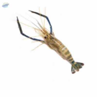 resources of Giant Freshwater Prawn exporters