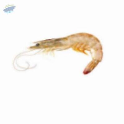 resources of Vannamei Shrimp exporters