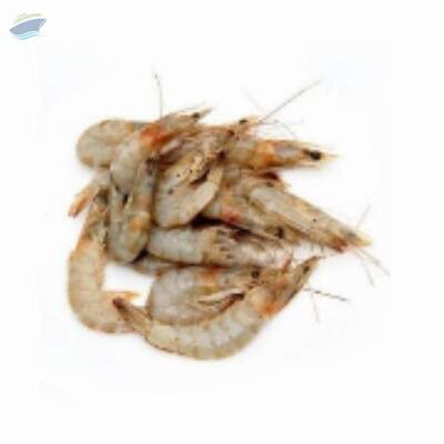 resources of Sea White Shrimps exporters