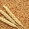 Fresh Wheat Exporters, Wholesaler & Manufacturer | Globaltradeplaza.com