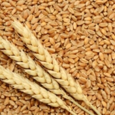 resources of Fresh Wheat exporters