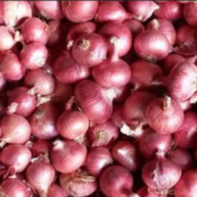 Fresh Onion Exporters, Wholesaler & Manufacturer | Globaltradeplaza.com