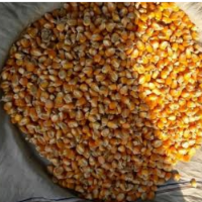 Maize Exporters, Wholesaler & Manufacturer | Globaltradeplaza.com