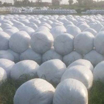 resources of Animal Feed Corn Silage exporters