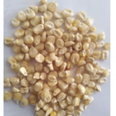 resources of White Corn exporters