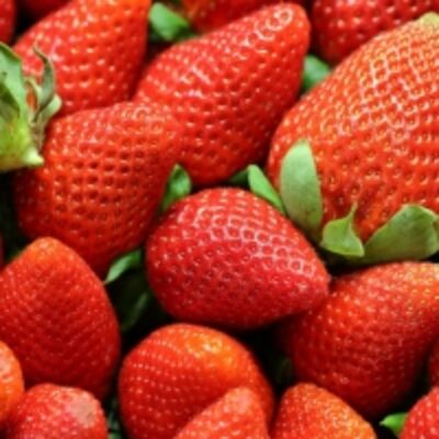 resources of Fresh Festival Strawberry, Fresh Fruits exporters