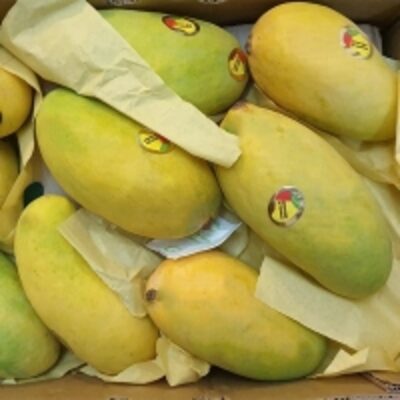 resources of Sindhri Mango exporters
