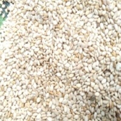 resources of Sesame Seed Hybrid exporters
