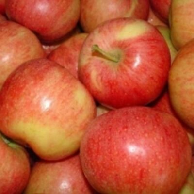 resources of Fresh Apple exporters