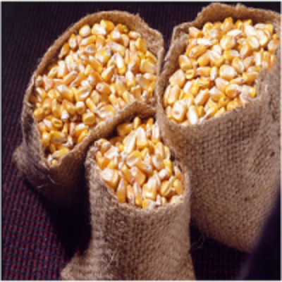 resources of Yellow &amp; White Corn exporters