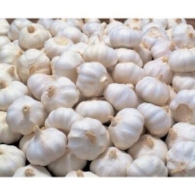 resources of White Fresh Garlic exporters
