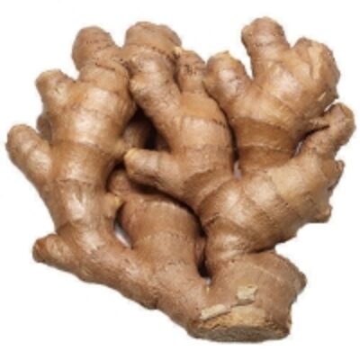 resources of Fresh Ginger exporters