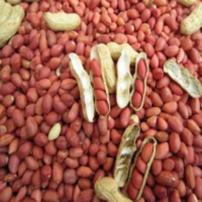 resources of Peanut / Groundnut exporters