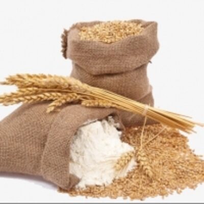 resources of Organic White Wheat Flour exporters