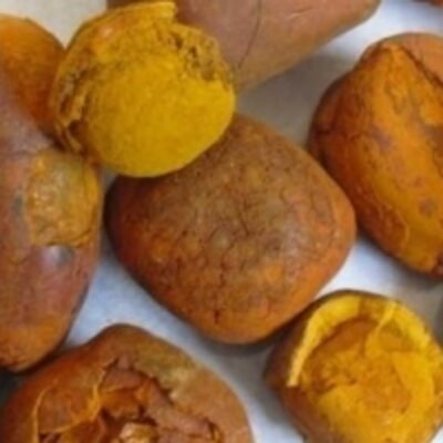 resources of Cow/ox Natural Gallstones For Export exporters