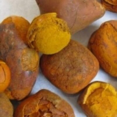 resources of Natural Cow/ox Gallstones For Sale exporters