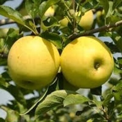 resources of Fresh Golden Delicious Apple exporters