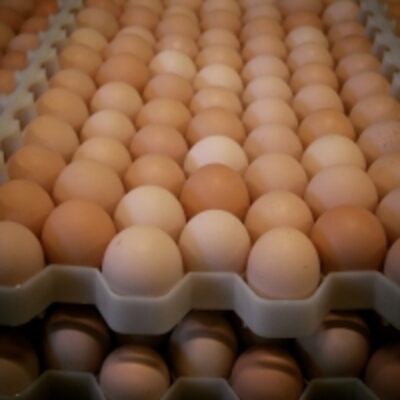 resources of Fresh Chicken White And Brown Eggs exporters