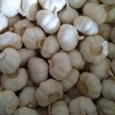 resources of 100% Healthy Dehydrated Fresh Garlic exporters