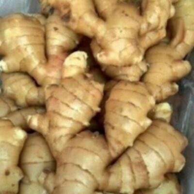 resources of High Quality Wholesale Fresh Ginger exporters