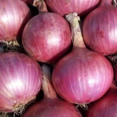 resources of Fresh Onions exporters