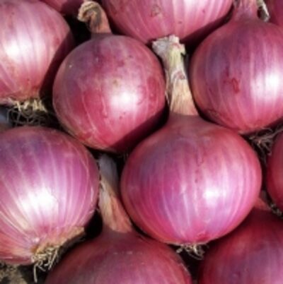 resources of Fresh Red Onion 5 - 7 Cm exporters