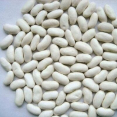 resources of High Quality White Kidney Beans exporters