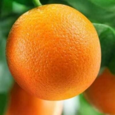 resources of Fresh Orange, Navel Orange Best Quality exporters