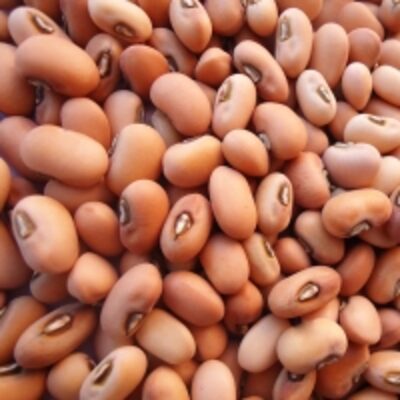 resources of High Quality Dried Cow Peas exporters