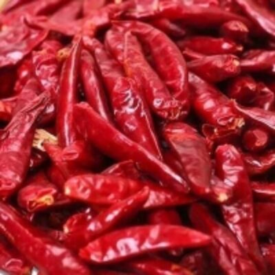resources of High Quality Hot Red Chilli Pepper Hybrid Seed exporters