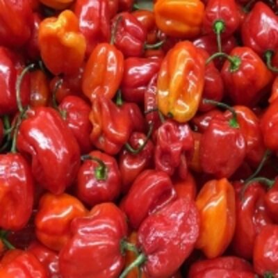 resources of Fresh Habanero Pepper exporters
