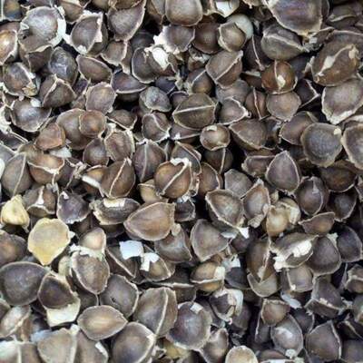 resources of Moringa Seeds exporters
