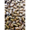 Cassia Tora Seeds Exporters, Wholesaler & Manufacturer | Globaltradeplaza.com