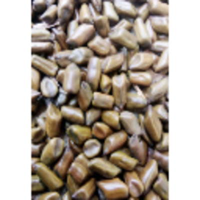 resources of Cassia Tora Seeds exporters