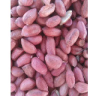 resources of Groundnut (Peanut) exporters