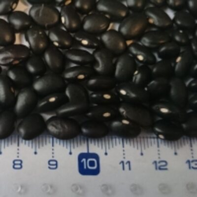 resources of Black Kidney Beans exporters