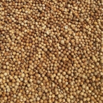 resources of Coriander Seeds exporters