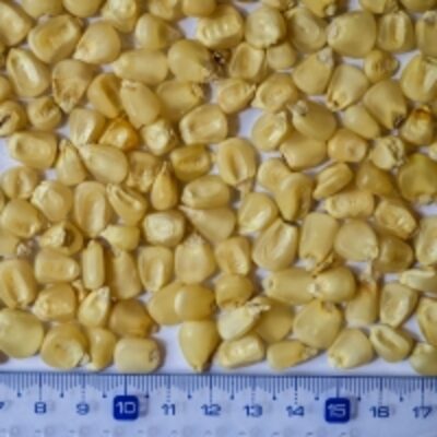 resources of Yellow Corn exporters