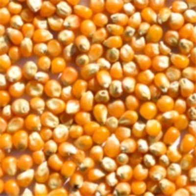 resources of Popcorn exporters