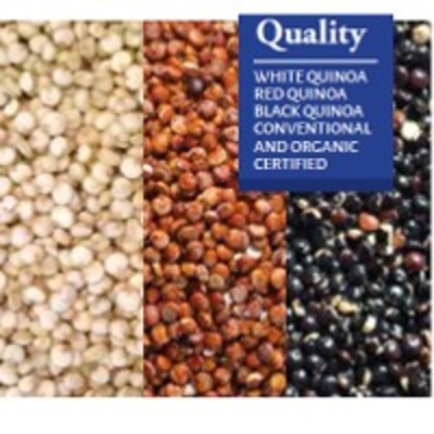 resources of Quinoa Seeds exporters