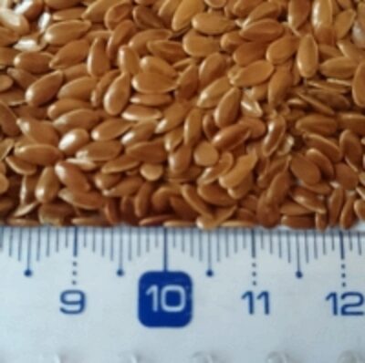 resources of Flax Seeds exporters