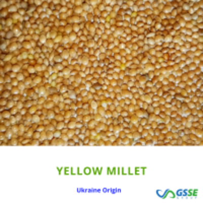 resources of Yellow Millet exporters