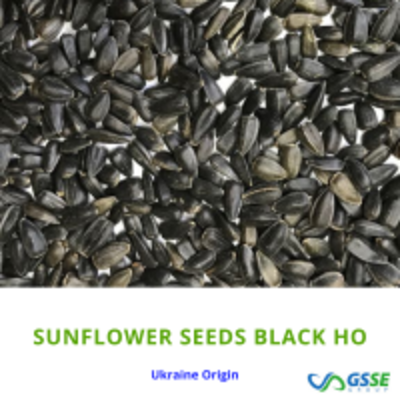 resources of Sunflower Seeds Black High Oleic exporters