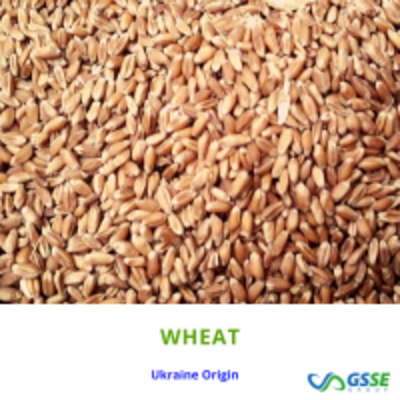 resources of Feed Wheat exporters