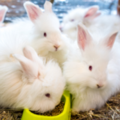 Angora Rabbit Exporters, Wholesaler & Manufacturer | Globaltradeplaza.com